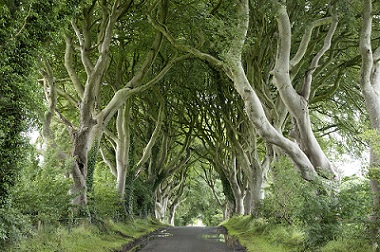 Dark Hedges, County Antrim, Northern Ireland