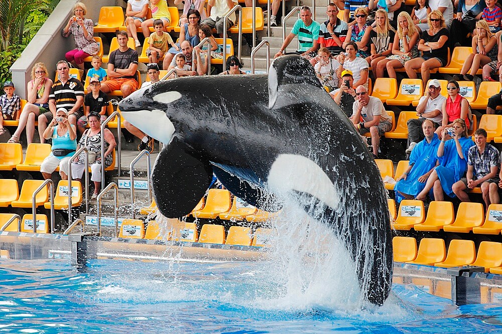 Killer whale jumping in tank